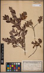 Foto von Salix aurita L. x Salix myrtilloides L.